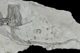 Platycrinites Crinoid Plate - Crawfordsville, Indiana #115084-2